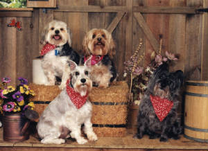 pups04.jpg